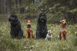 Как мы кормим своих питомцев